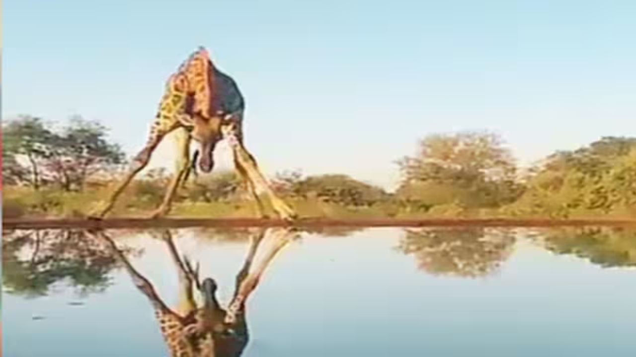 Giraffe: వామ్మో.. జిరాఫ్ నీళ్లు తాగేందుకు ఇంత రిస్క్ చేయాలా? వీడియో వైరల్
