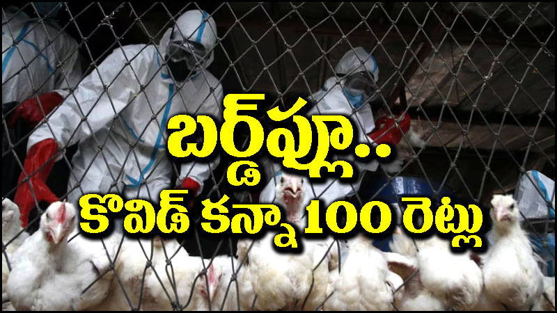 Bird Flu: ముంచుకొస్తున్న ‘బర్డ్‌ఫ్లూ’ ముప్పు.. కొవిడ్ కన్నా 100 రెట్లు ప్రమాదకరం
