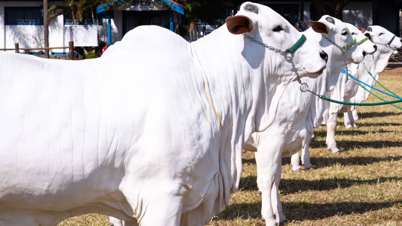 Nellore Cow: బ్రెజిల్‌లో నెల్లూరు జాతి ఆవు సరికొత్త రికార్డు