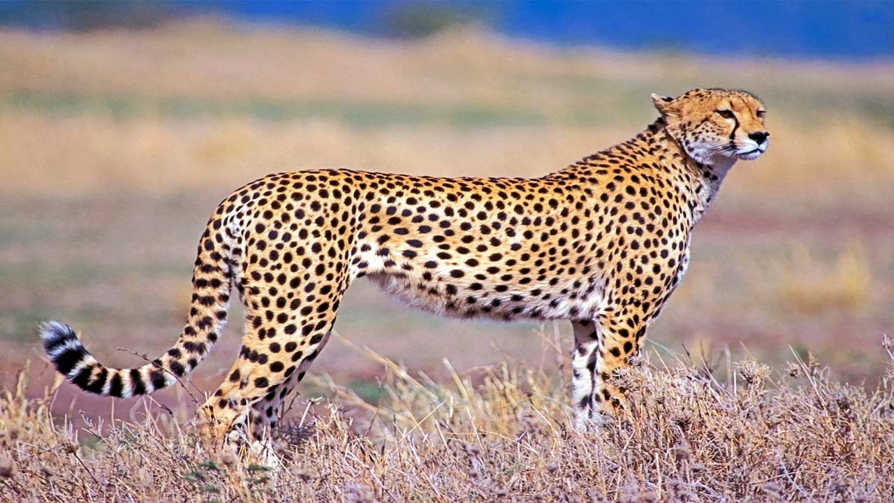 Cheetah: అర్ధరాత్రి చిరుత పరుగులు.. సీసీ కెమెరాల్లో నమోదు
