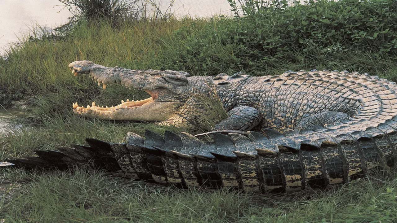 Crocodile: వరి పొలంలో మొసలి ప్రత్యక్షం.. బెంబేలెత్తిన  రైతులు 