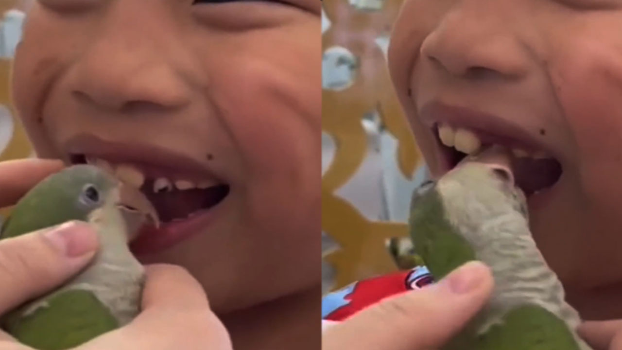 Viral Video: ఇది అలాంటి ఇలాంటి చిలుక కాదు.. డాక్టర్ చిలుక.. నొప్పి లేకుండానే.. 