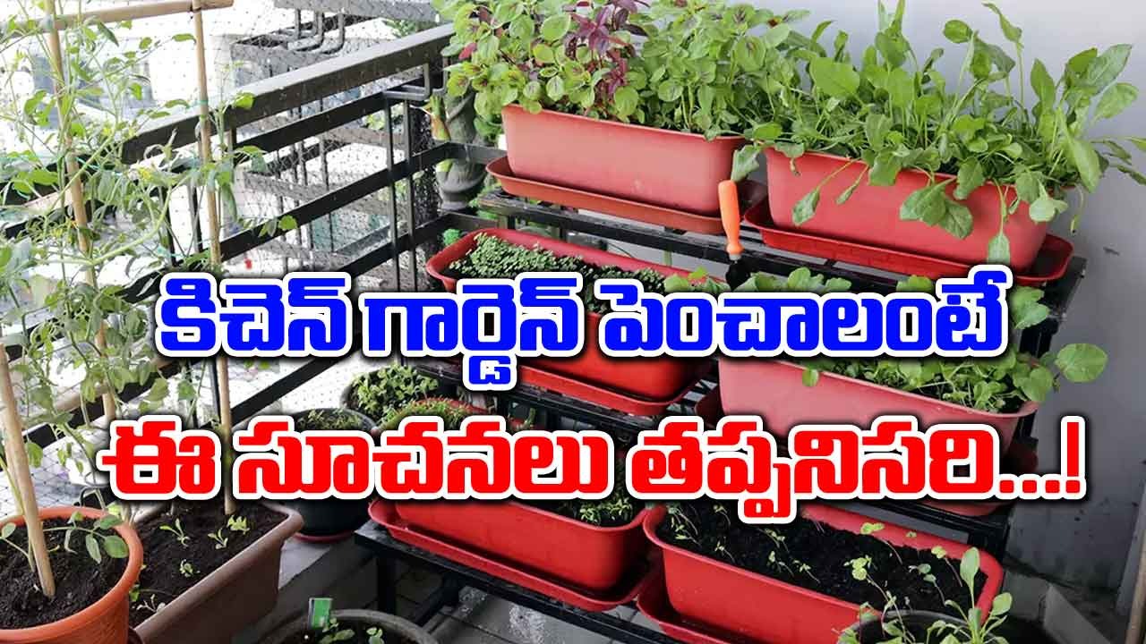 Kitchen Garden: కిచెన్ గార్డెన్‌లో పెంచుకునే మొక్కలేంటో తెలుసా..!