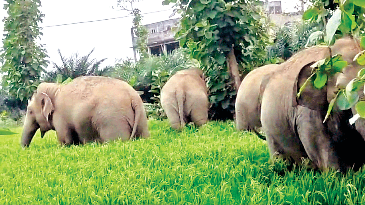 వదలని ఏనుగులు 