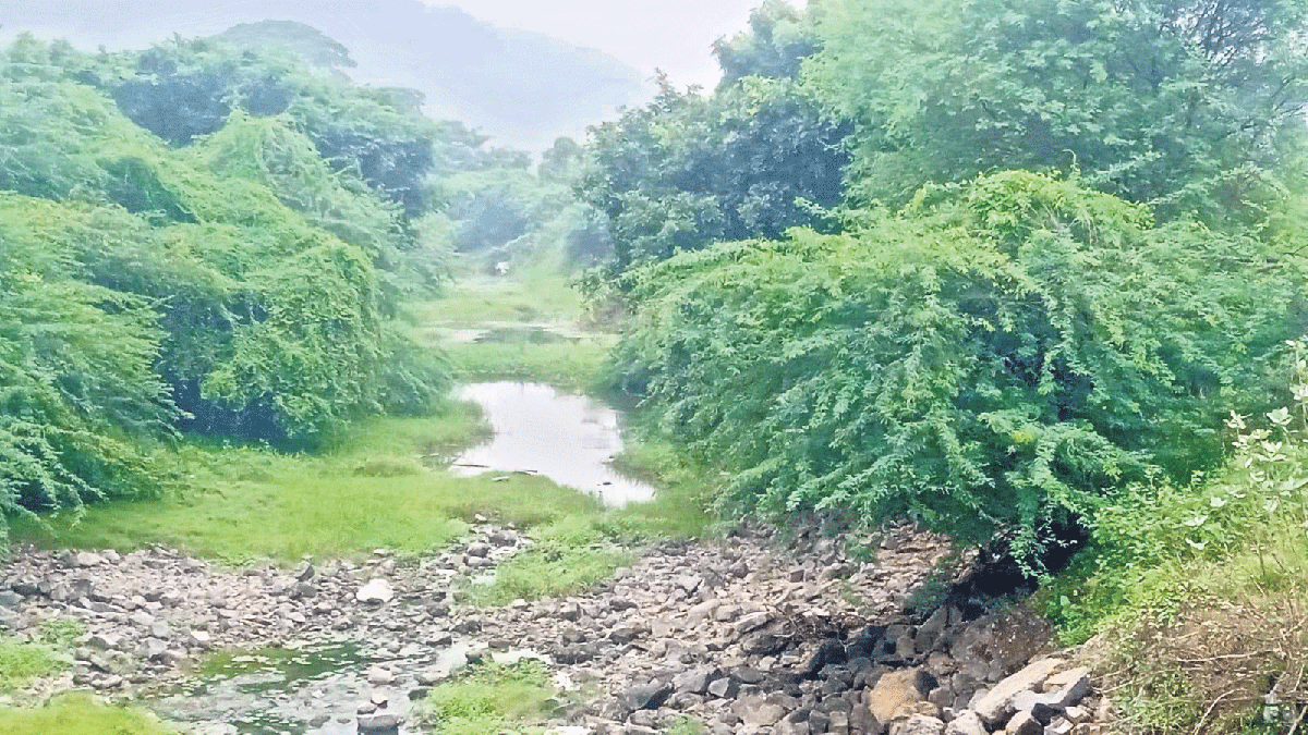 ముళ్లచెట్లతో మూసుకుపోతున్న సాగర్‌ కాలువ