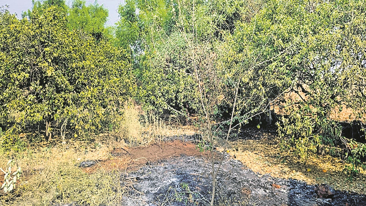 FIRE : టీడీపీ కార్యకర్తల చీనీతోటకు నిప్పు   