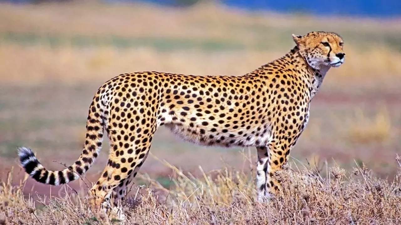 Cheetah: చిరుత సంచారం... పాఠశాలలకు సెలవు