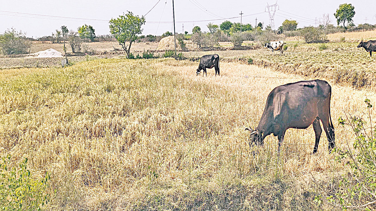 పంట పశువుల పాలు.. 