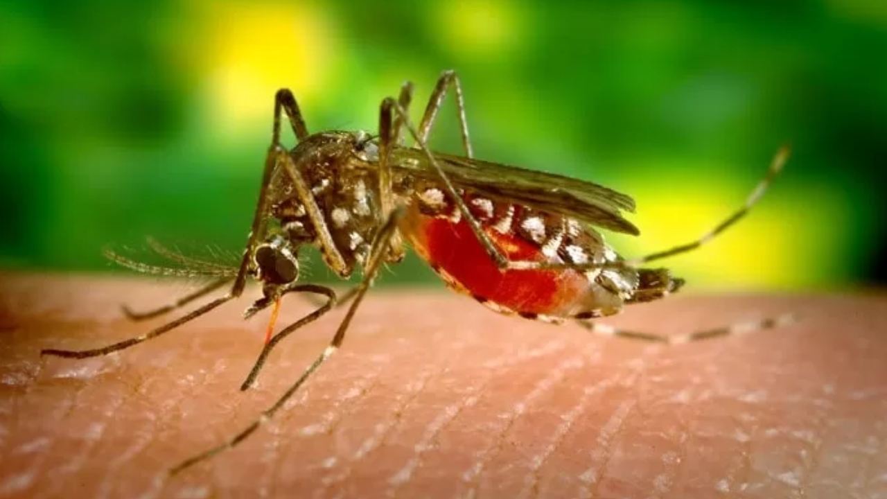 Mosquito Bites: దోమలు కొందరినే ఎక్కువగా ఎందుకు కుడతాయో తెలుసా?