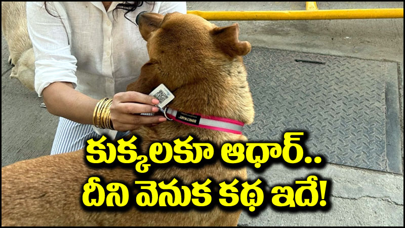 Aadhar For Dogs: కుక్కలకూ ‘ఆధార్’.. దీని వెనకున్న కథేంటో తెలుసా?