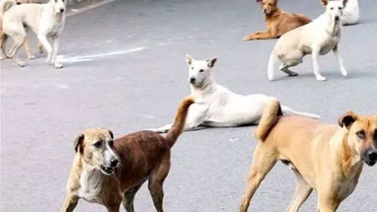 Dogs attack. హైదరాబాద్:  చిన్నారిపై కుక్కల దాడి