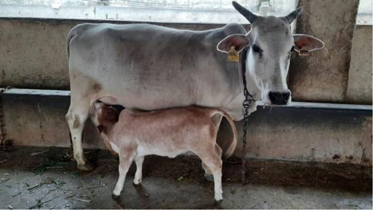 52 గోవులు, దూడల పట్టివేత | 52 Cows and Calves