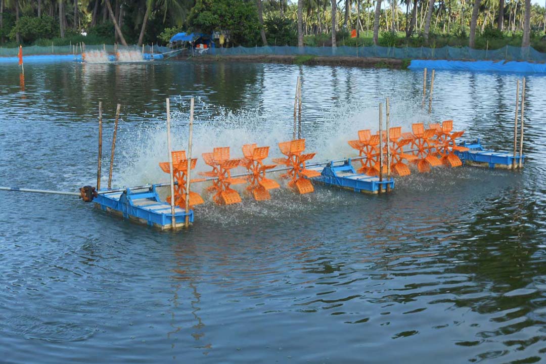 ఆక్వా రైతులకు శాపంగా.. | Aqua is a curse for farmers.