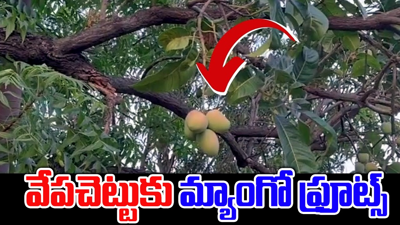 Viral Video: ఇదేం వింత.. వేపచెట్టుకు వేలాడుతున్న జ్యూసీ మామిడి పండ్లు