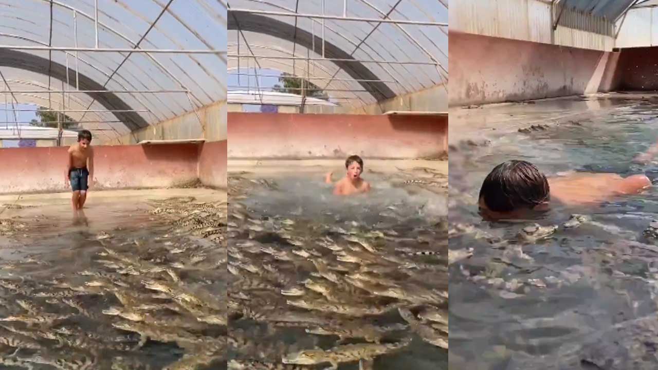 Viral Video: ఈత కొట్టేందుకు మొసళ్ల చెరువులోకి దూకిన బాలుడు.. చివరికి ఏం జరిగిందో చూస్తే..