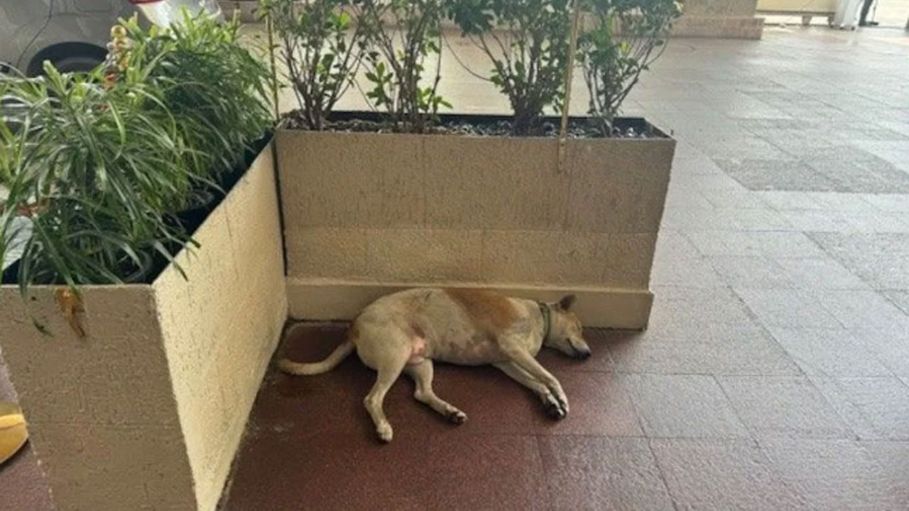 Dog at Taj: ప్రఖ్యాత తాజ్ హోటల్ లాబీలో నిద్రపోతున్న ఆ కుక్క కథ తెలిస్తే.. రతన్ టాటాకు హ్యాట్సాఫ్ చెప్పాల్సిందే..