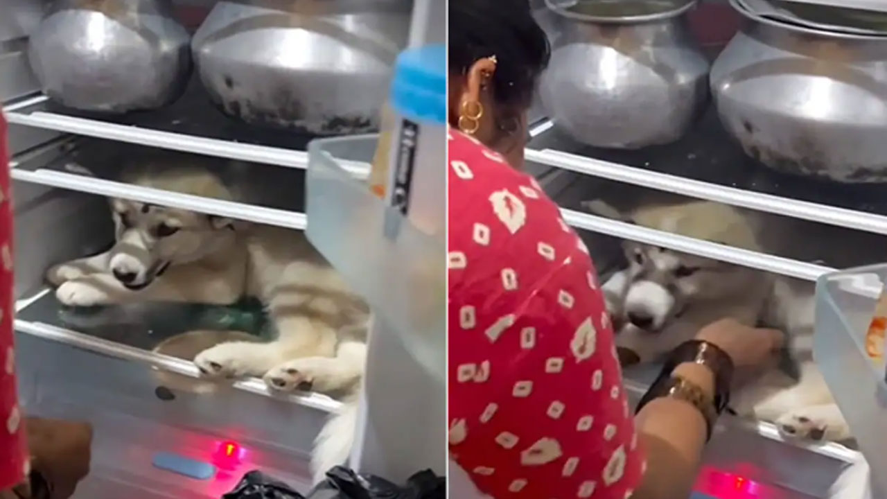 Viral Video: ఈ కుక్క చాలా స్మార్ట్ గురూ.. వేడి నుంచి ఉపశమనం కోసం ఆ కుక్క ఏం చేసిందో చూడండి.. 