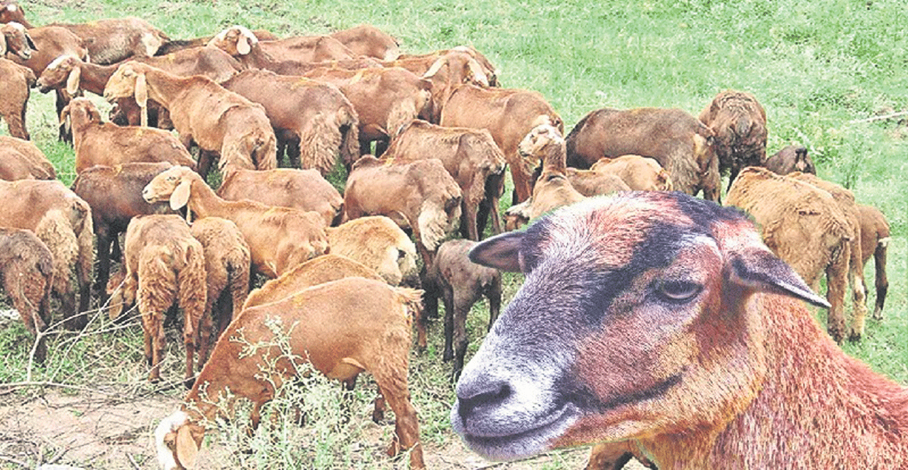 గొర్రెల యూనిట్లకు గుడ్ బై | Good bye to sheep units