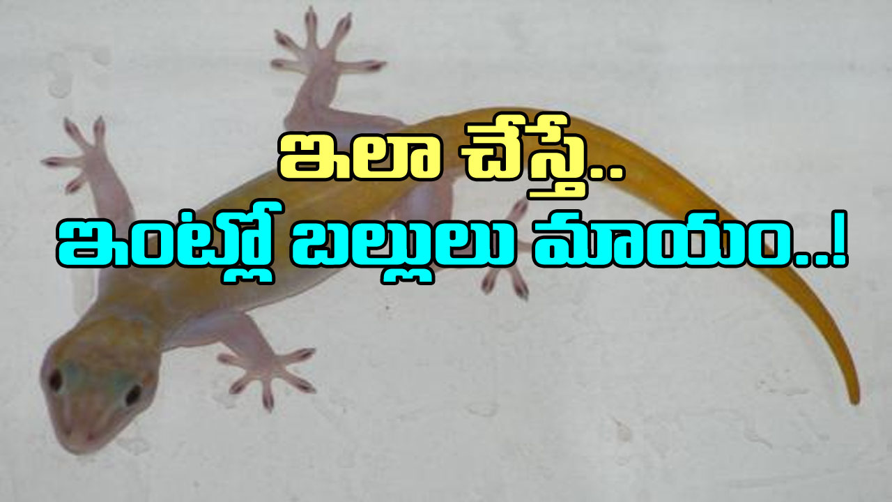 Home Tips: ఇంట్లో బల్లులు ఎక్కువగా ఉన్నాయా?  ఈ టిప్స్ ఫాలో అయితే అవి మళ్లీ కనిపించవు..!