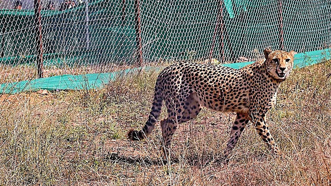 Cheetah: ఎట్టకేలకు పట్టుబడిన చిరుత