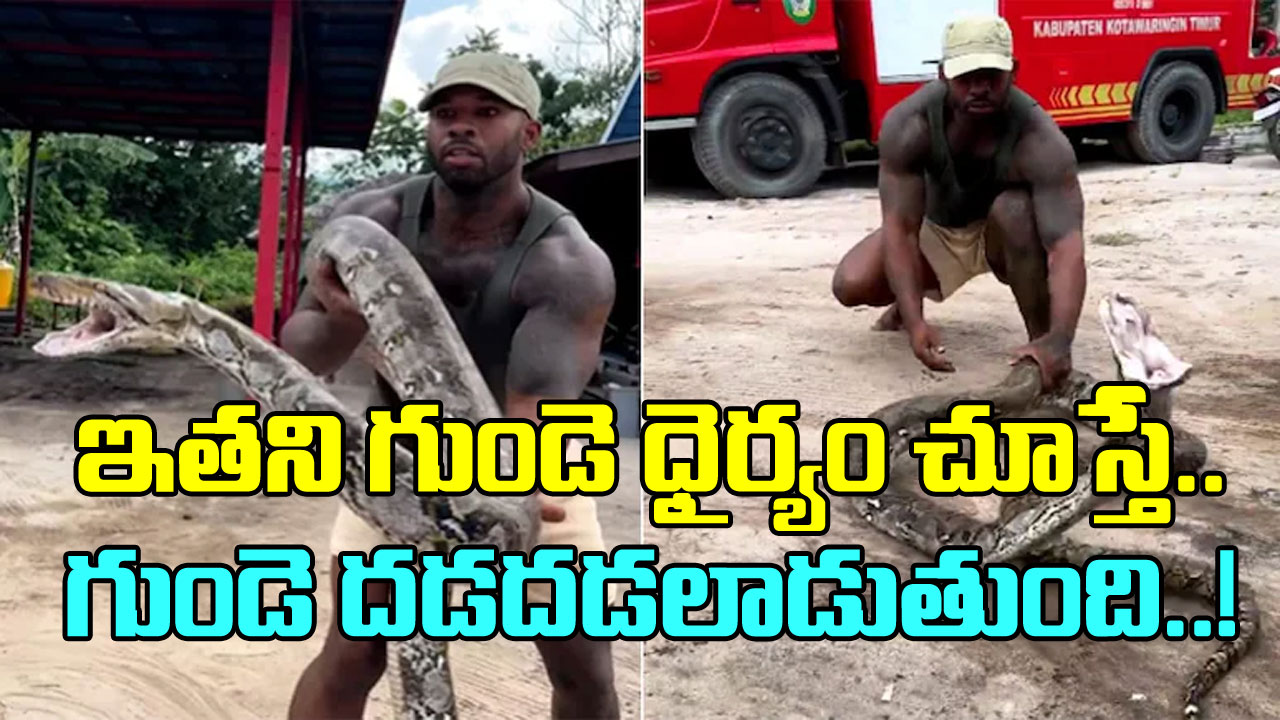 Viral Video: ఇంత ధైర్యం ఏంటయ్యా బాబూ.. బుసలు కొడుతున్న భారీ కొండచిలువను ఎలా పట్టుకున్నాడో చూడండి..!