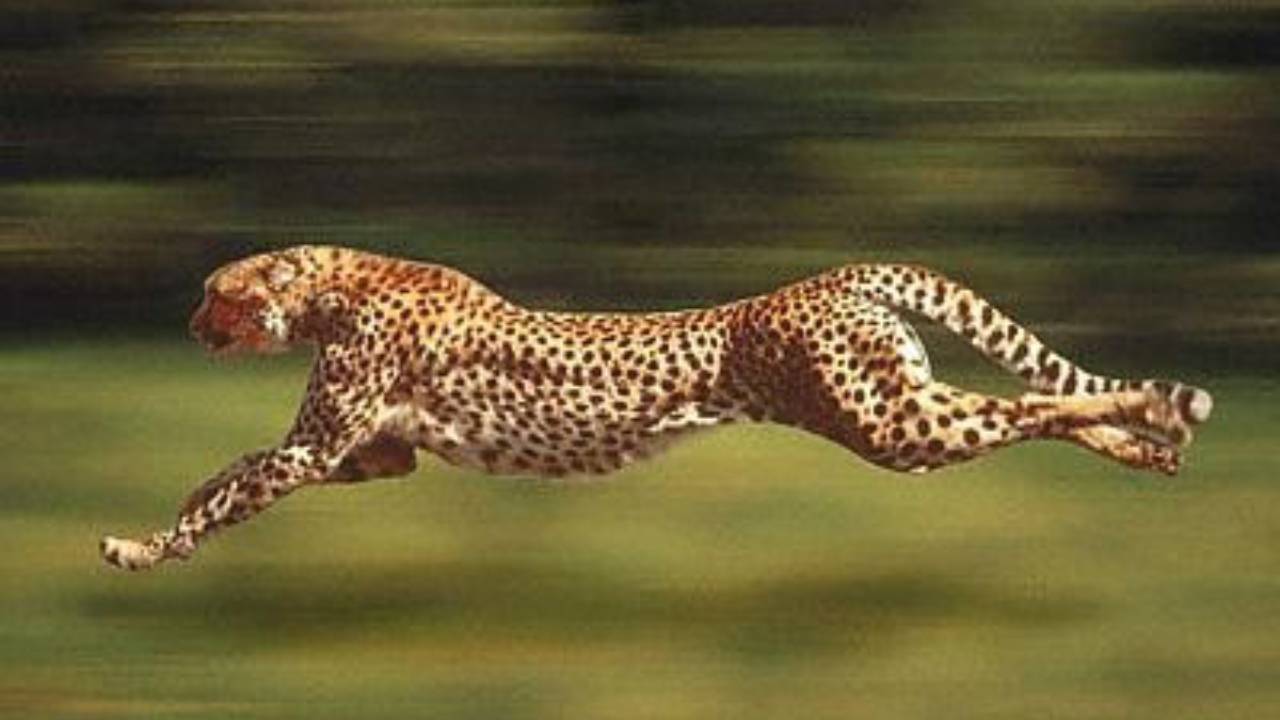 Cheetah Speed: చీతాకు అంతటి వేగం ఎలా సాధ్యమైందంటే.. 