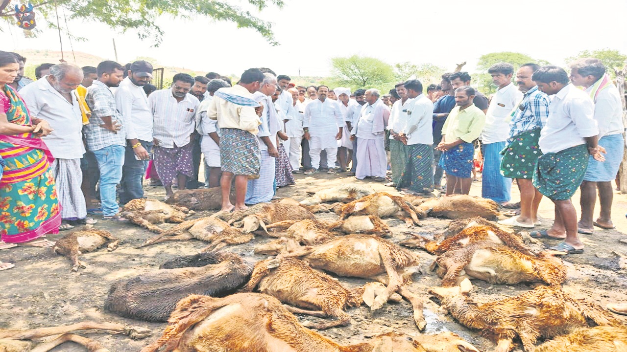 23 sheep killed: కుక్కల దాడిలో 23 గొర్రెలు మృతి