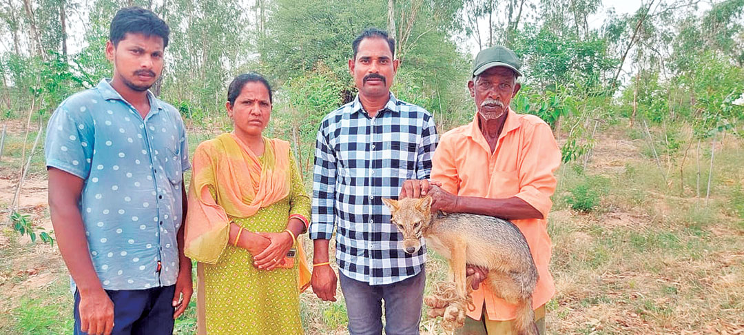 బావిలో పడిపోయిన గుంటనక్క