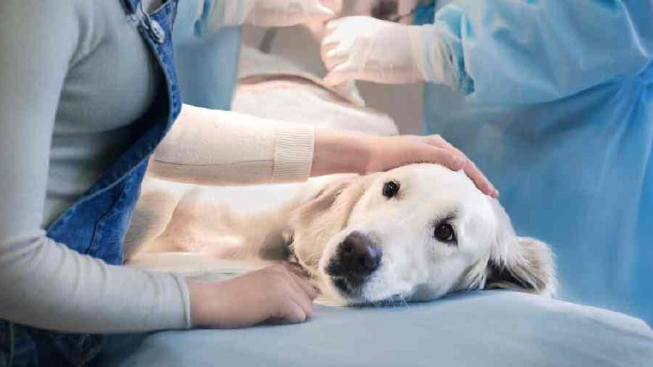 Max Pet Hospital : ఢిల్లీలో కుక్కకు అరుదైన గుండె ఆపరేషన్‌