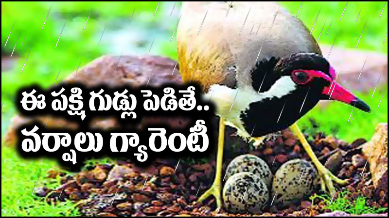 Viral News: రాజస్థాన్‌లో వింత.. ఆ పక్షి గుడ్లు పెడితే వర్షాలు మొదలైనట్లే!