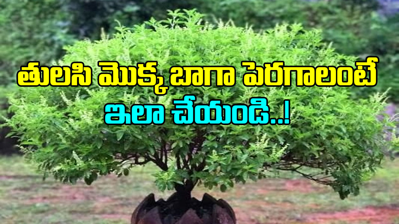 Tulsi Plant: తులసి మొక్క సరిగా పెరగట్లేదా? ఈ సింపుల్ టిప్స్ ఫాలో అయ్యి చూడండి..!