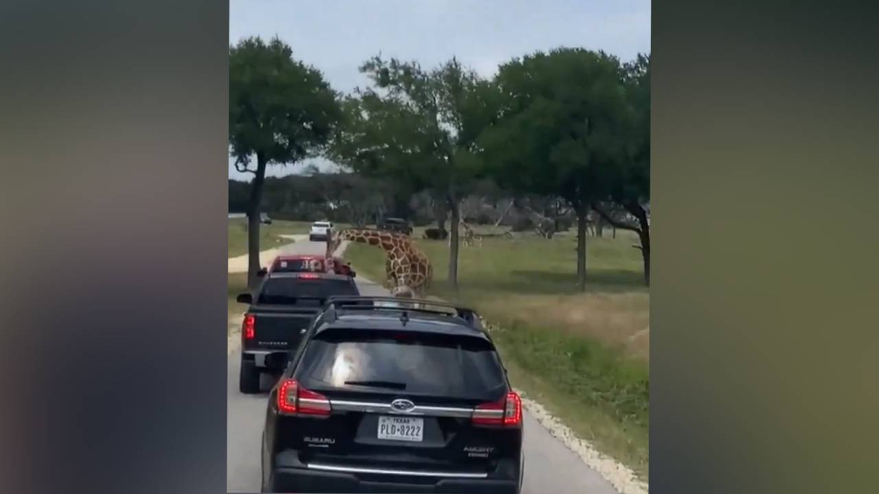 Viral: 2 ఏళ్ల బాలికను ఆహారంగా భావించిన జిరాఫ్.. చివరకు.. షాకింగ్ వీడియో