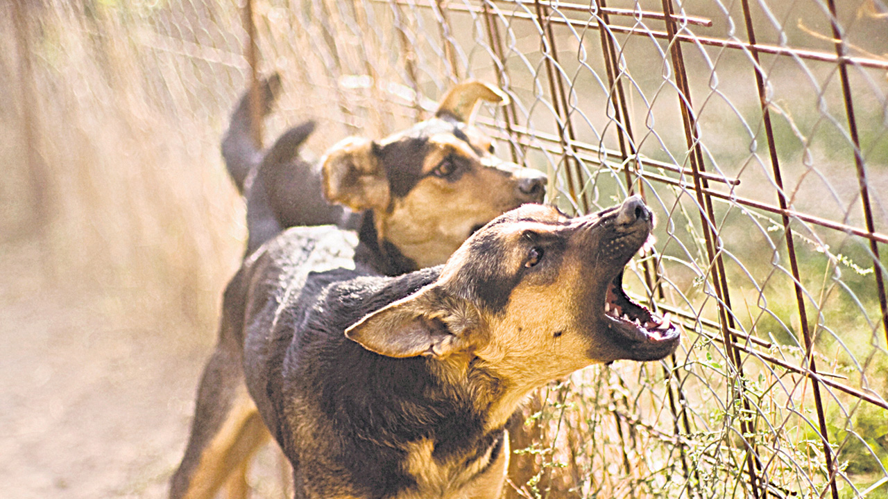 Miyapur: బాలుడిని చంపి పీక్కుతిన్నాయి..!!