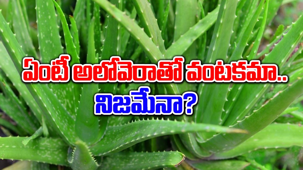 Curry With Aloe Vera  : అలోవెరాతో కూర చేస్తారా? ఈ ప్రత్యేకమైన వంటకాన్ని గురించి తెలుసుకోండి..!!