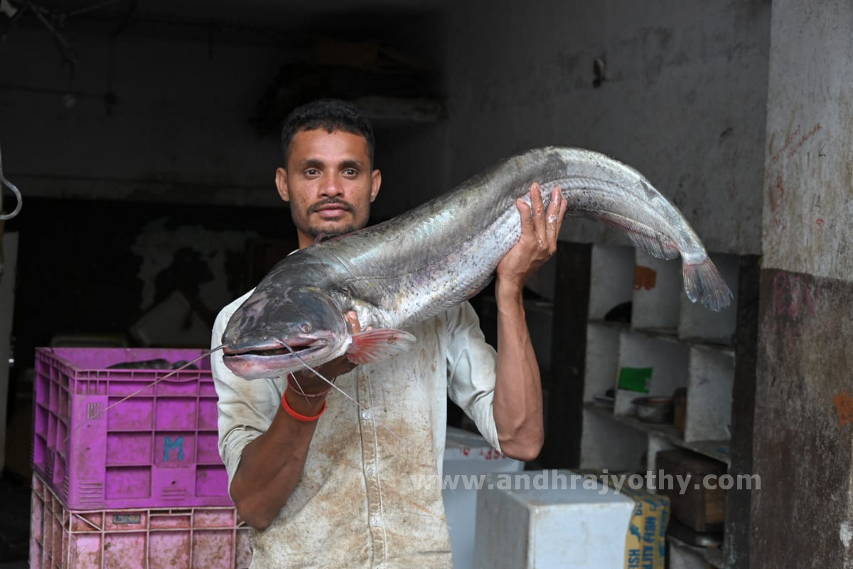 మార్కెట్‌లో ‘మృగశిర’ సందడి