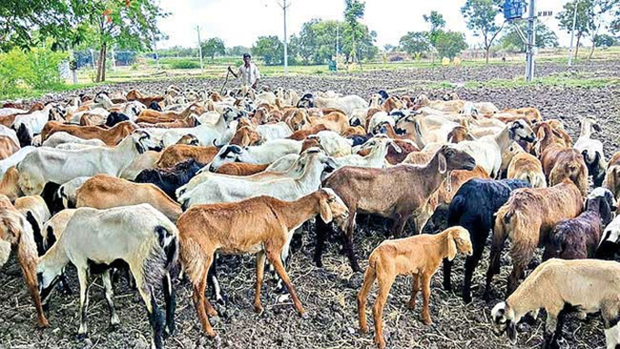 ఆకుల మైలారంలో 40 గొర్రెల అపహరణ