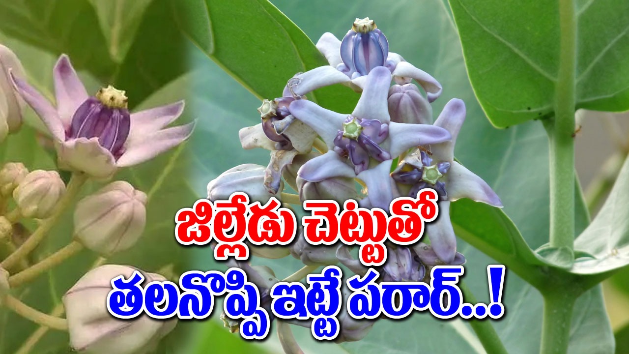 Health Tips : జిల్లేడు చెట్టుతో ఎన్ని ఉపయోగాలో తెలుసా.. దీని ప్రతి భాగం గొప్పగా పనిచేస్తుంది..!