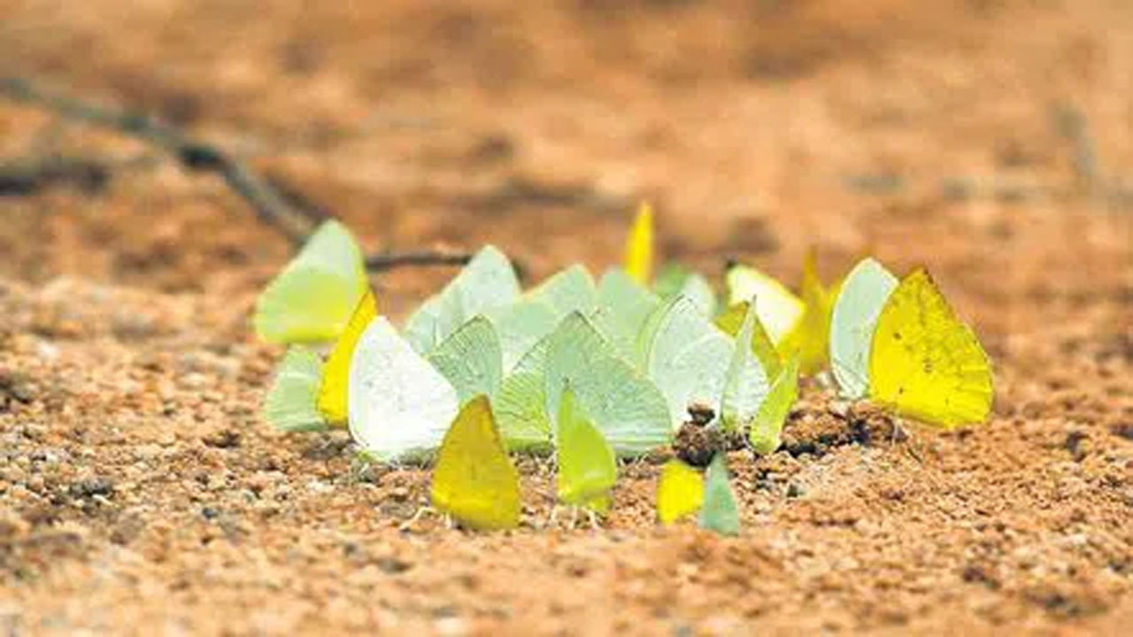 Butterflies: పర్యాటకులను ఆకట్టుకుంటున్న పచ్చని సీతాకోకచిలుకలు..