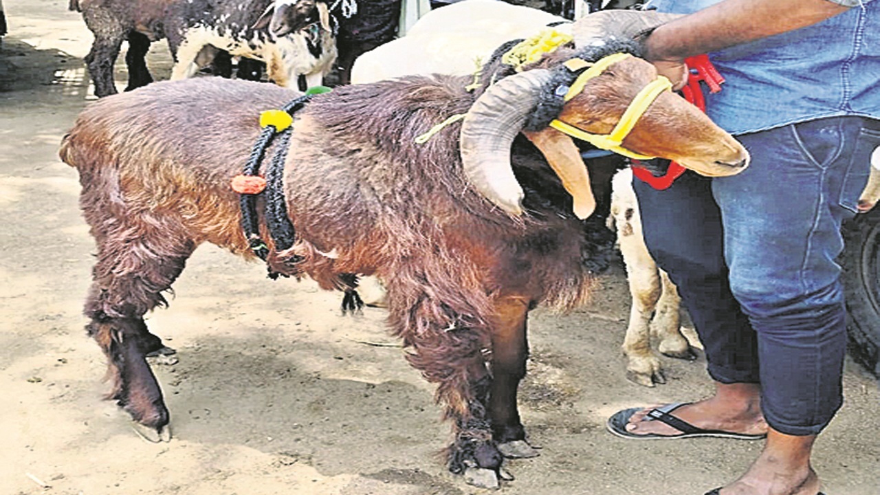  Bakrid : బక్రీద్‌ పొట్టేల్‌..!