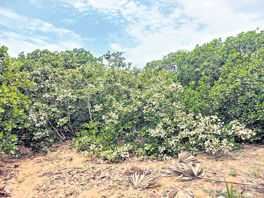 ఉద్యాన పంటలకు ఉపాధి ఊతం