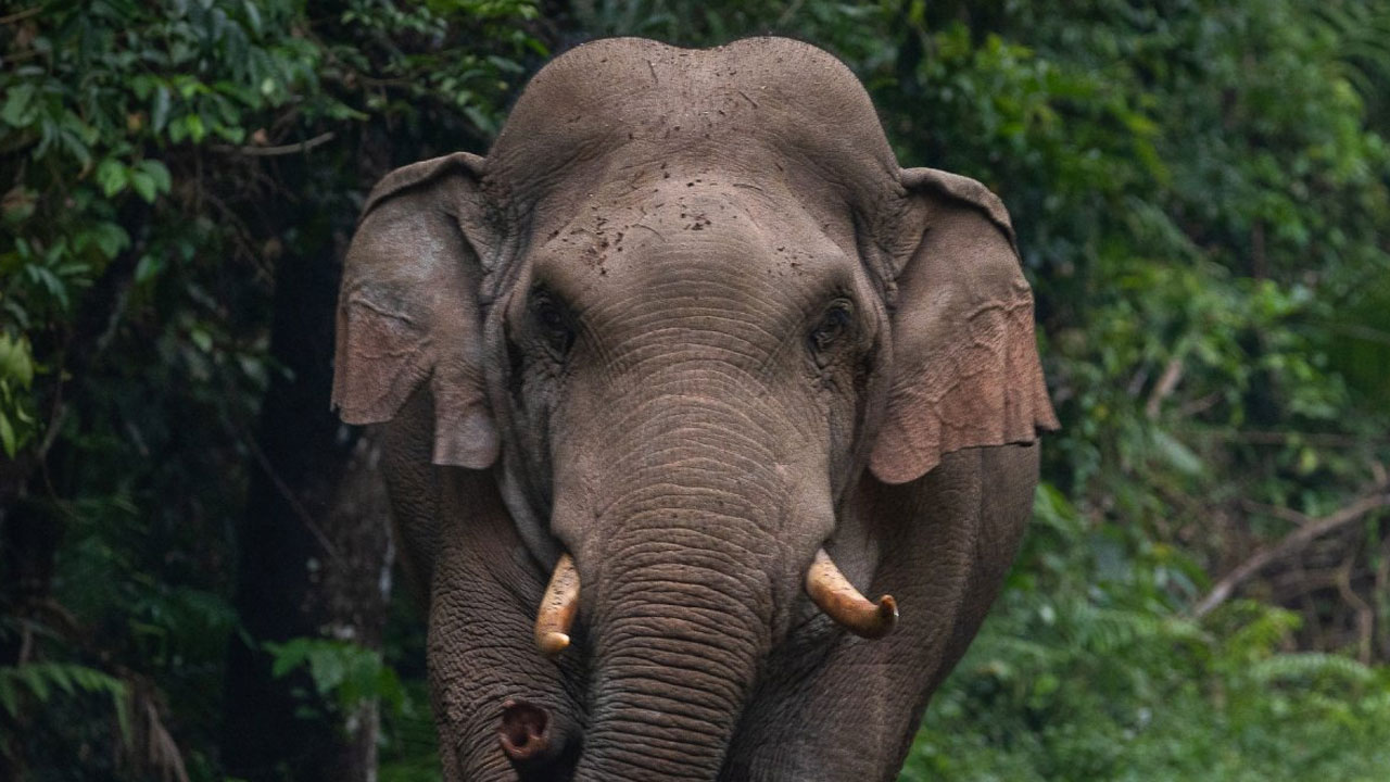 Elephant Attack:  పీఎం తండాలో రైతును కాలితో తొక్కి చంపిన ఏనుగు..