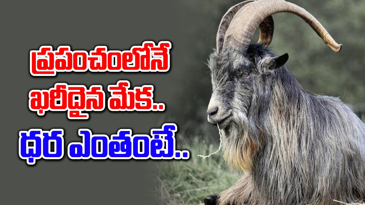 Viral News: వామ్మో ఈ మేక ధర తెలిస్తే షాక్ అవుతారు..ఈ రేటుతో ఓ ఇల్లు కొనుక్కోవచ్చు