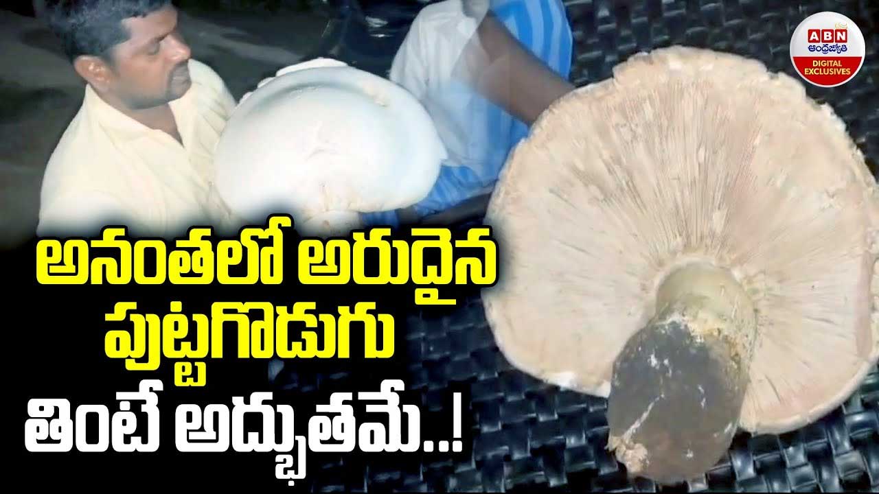 Big Mushroom: అనంతపురం జిల్లాలో అరుదైన పుట్టగొడుగు