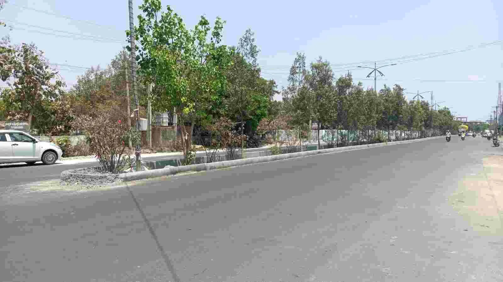 కోనోకార్పస్‌ చెట్లు తొలగించరూ..!?