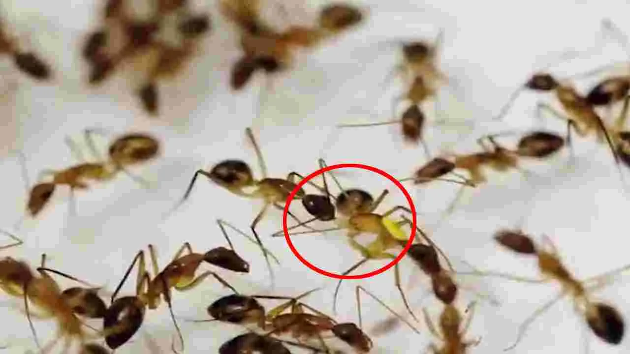 Carpenter ants: మనిషి రికార్డ్ బద్దలు.. సర్జరీ చేసి ప్రాణాలు కాపాడిన చీమలు