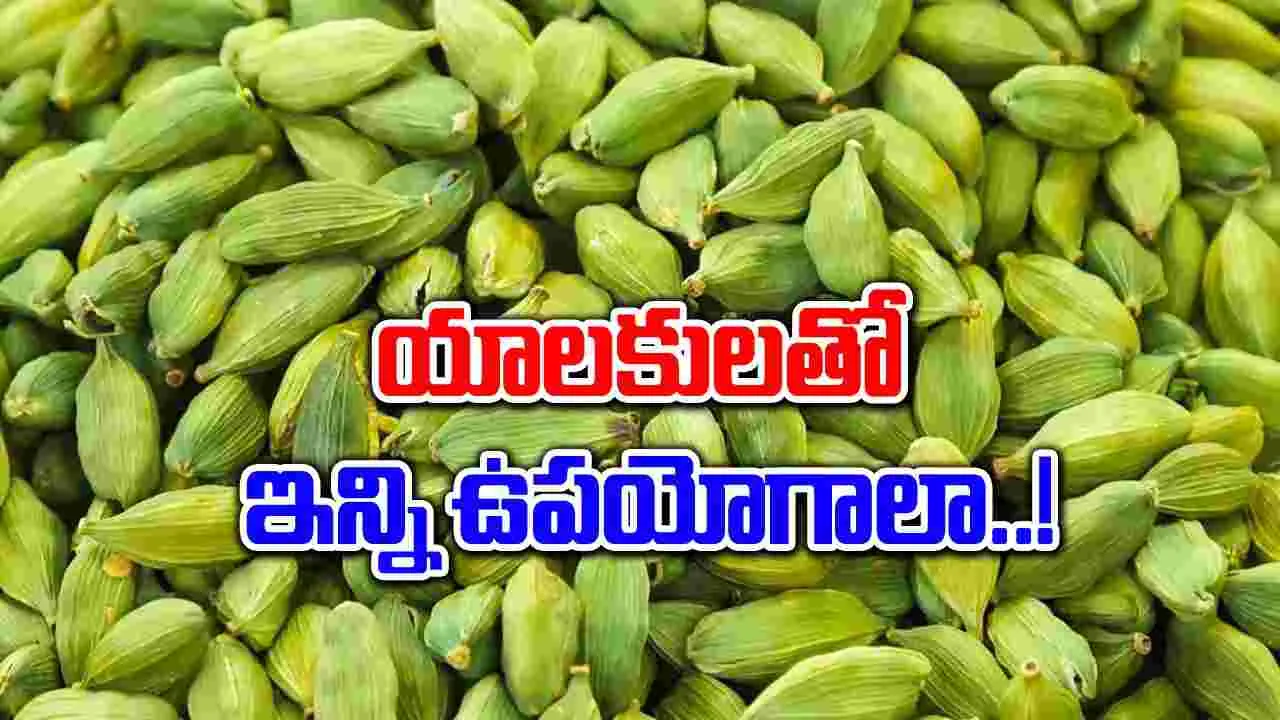 Cardamom : యాలకులు తినడం వల్ల కలిగే 7 ఆరోగ్య ప్రయోజనాలు ఇవే..!