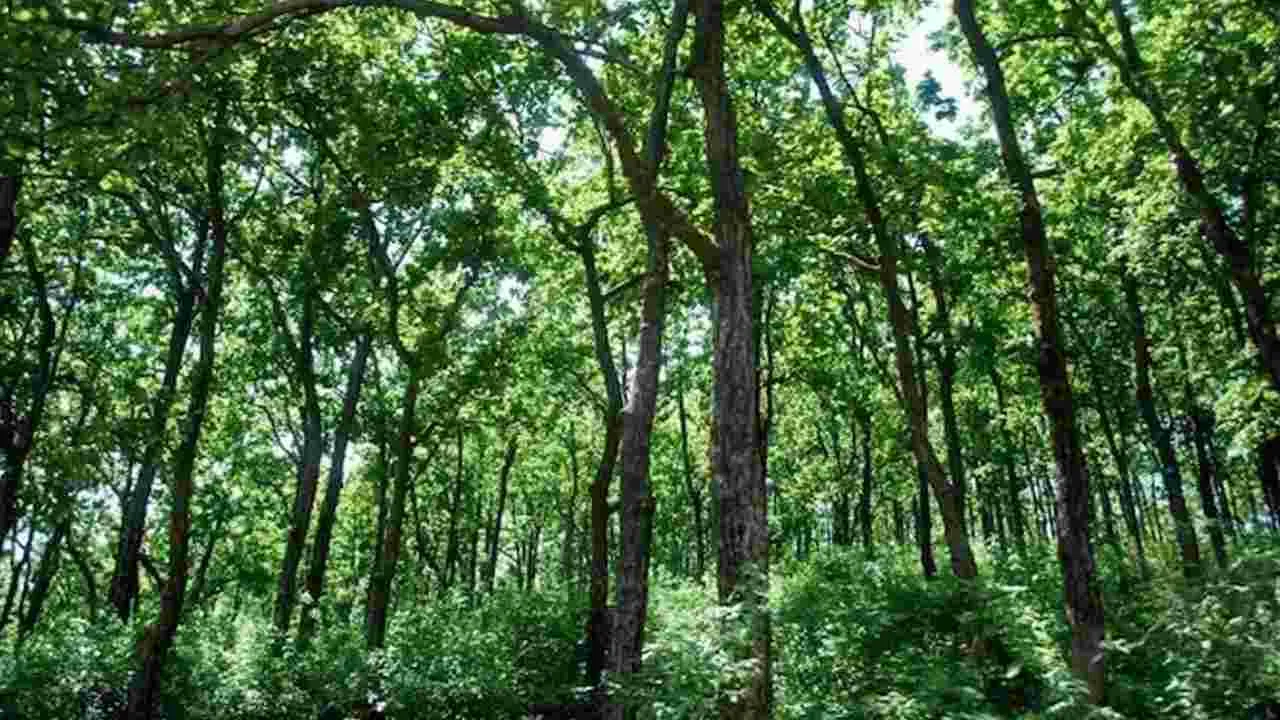 Google Map: అడవిలో చిక్కుకున్న విద్యార్థులు