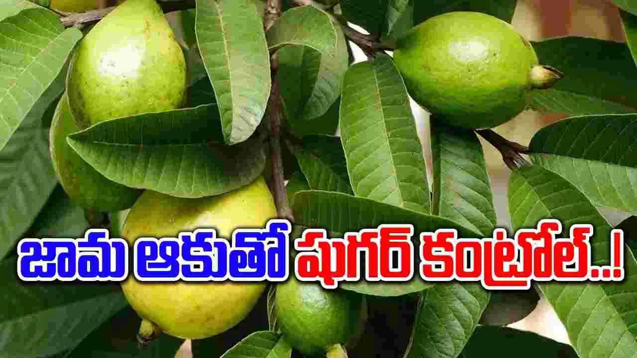 Health Benefits : షుగర్ ఉన్నవారికి జామకాయలే కాదండోయ్ జామ ఆకులతో కూడా బోలెడు ఉపయోగాలు..