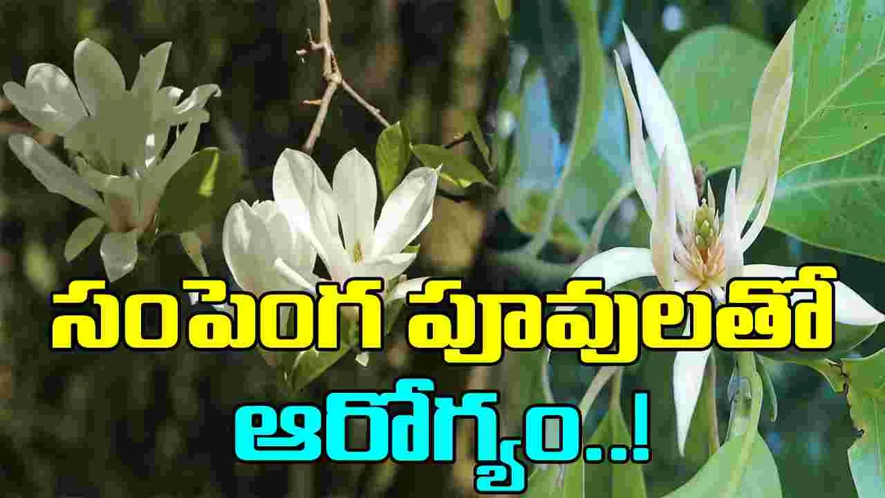 Mangolia Flower: సంపెంగ పువ్వులు ఇలా వాడితే ఎన్ని లాభాలో..!