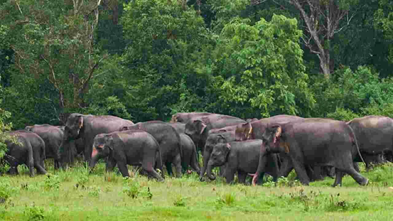 Chennai: గూడలూరులో అడవి ఏనుగుల సంచారం..